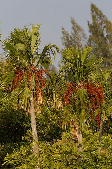 Suan Luang-JUN14-098